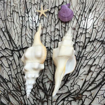 15-17 cm de Espessura Caracóis naturais Conchas Conchas Brancas Caracóis Budismo Adoração Sacrificial Objetos de Decoração Coleção